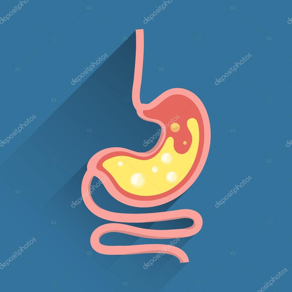 胃ストックベクター ロイヤリティフリー胃イラスト Depositphotos 胃ストックベクター ロイヤリティフリー胃イラスト Depositphotos
