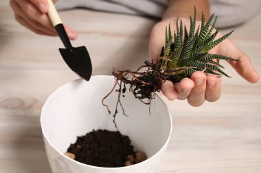 Ev bitkisi Haworthia 'yı ele alalım. Çizgili, botanik görünüşlü. Saksı dikmek için Flora. Küçük bir alaşım işlemi. Dal. Zebra kaktüsü. Çiçek nakli.