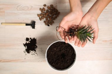 Ev bitkisi Haworthia 'yı ele alalım. Çizgili, botanik görünüşlü. Saksı dikmek için Flora. Küçük bir alaşım işlemi. Dal. Zebra kaktüsü. Çiçek nakli.