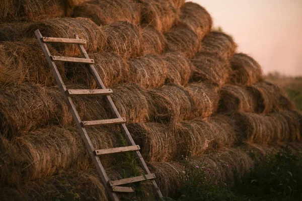 Role suché trávy pro krmení dobytka leží na poli a sklízejí se na zimní letní slunovrat zlatého času. Dřevěné staré ručně vyráběné schodiště. — Stock fotografie