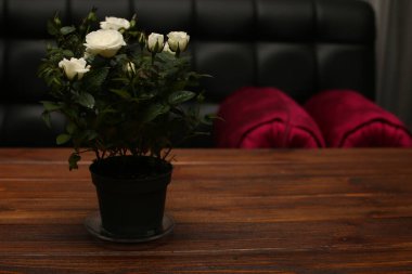 arkaplan masaüstü tahtası ahşap arka planda beyaz bayram klasiği