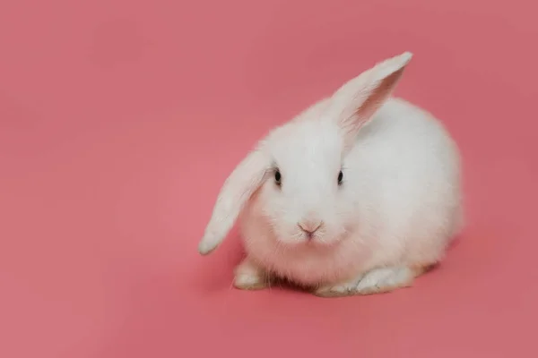 Белый кролик на розовом фоне, символ празднования Пасхи — стоковое фото