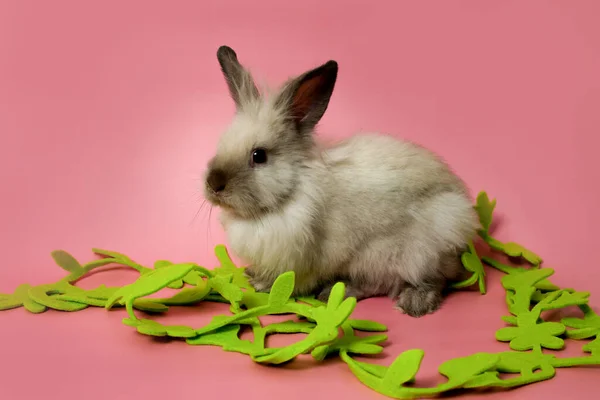 Small purebred gray rabbit on a pink background. Easter symbol. — Stock Photo, Image