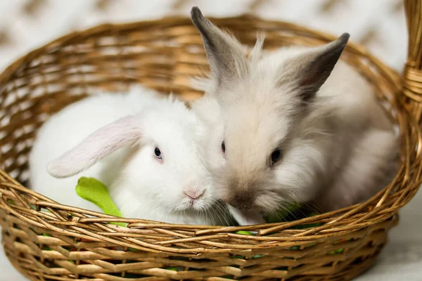 Два кролика серые и белые сидят в плетеной корзине. Пасхальный подарок для детей. — стоковое фото