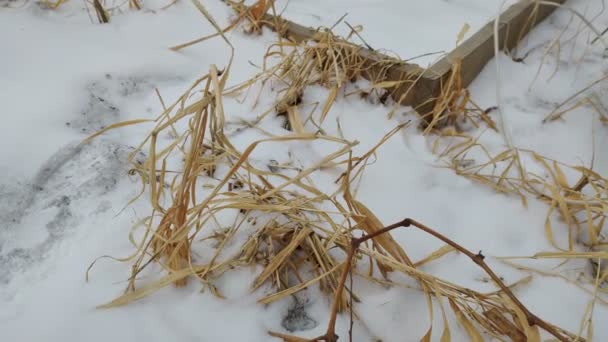 Hierba seca sobresale de la nieve, balanceándose en un fuerte viento. — Vídeos de Stock