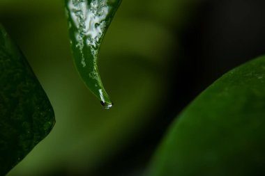 Çiy, yağmur ve suyla ıslanmış tropikal bir yaprağın makro çekimi. Yeşilliğe yakın çekim, doğa. Tropik arkaplan duvar kâğıdı.