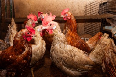 chickens at the poultry farm, poultry breeding for organic meat and eggs. Eco friendly food for health.