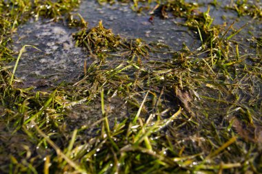 Çevresel kirlilik atık ve kirli sabunlu ot ve bitki sıvıları ile. Kirletilmiş bölgenin merkezinde yakıt var. Toprak kirliliği. 