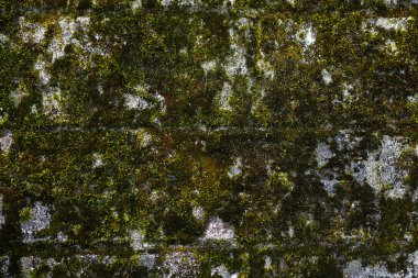 Taşın dokusu yosunlu. Kayanın yüzeyinde, duvar yüzeyinde arka plan yeşil yosunları. Sağdaki metin için boşluk