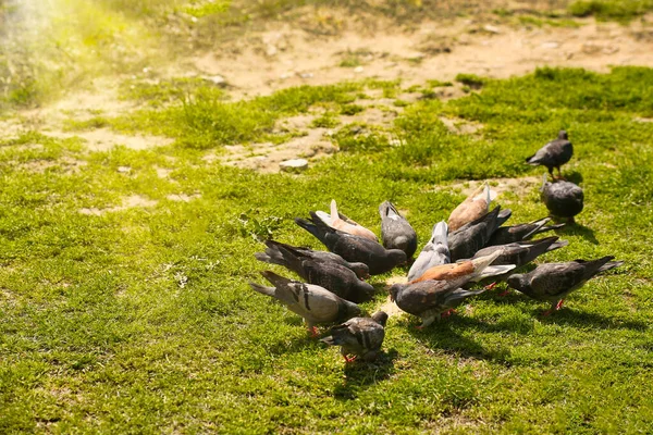 Paisagem. Pássaros, pombos reunidos numa matilha. Eles caminham ao longo do solo com grama verde e bicam migalhas de pão. À distância — Fotografia de Stock