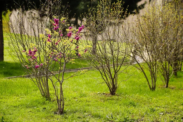 Árbol primaveral floreciente en un prado herboso en un día soleado de primavera con ramas esparcidas con racimos de flores rosadas. El comienzo de la primavera, el despertar de la naturaleza después del invierno —  Fotos de Stock