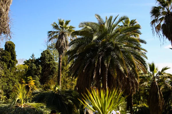 Plantas tropicales, palmeras, varios tipos de plantas en la selva contra el cielo azul. —  Fotos de Stock