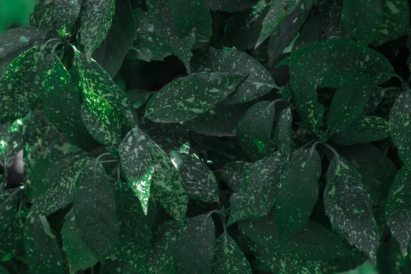 Зеленые листья фон узор, природный фон и обои — стоковое фото