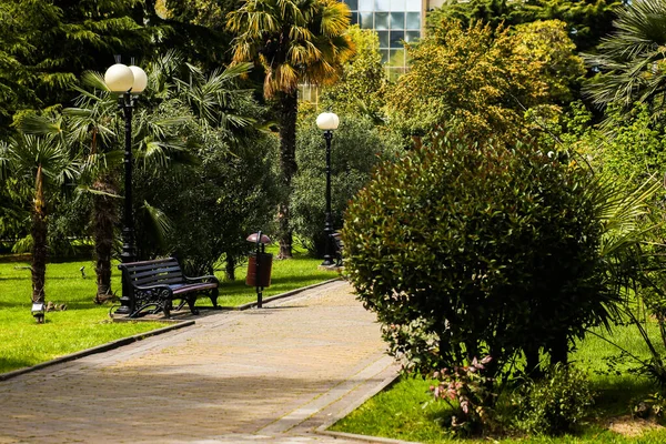 Callejón vacío con bancos en el parque de la ciudad en verano —  Fotos de Stock