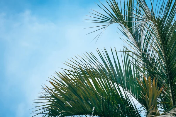 Hoja verde de palmera de coco sobre fondo azul del cielo —  Fotos de Stock