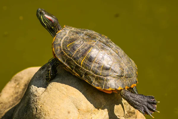 Turtle sol em um log no pântano fazendo pose de ioga engraçado — Fotografia de Stock