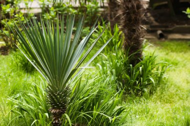 Yeşil bahçede küçük palmiye ağaçları, bebek palmiye ağaçları.