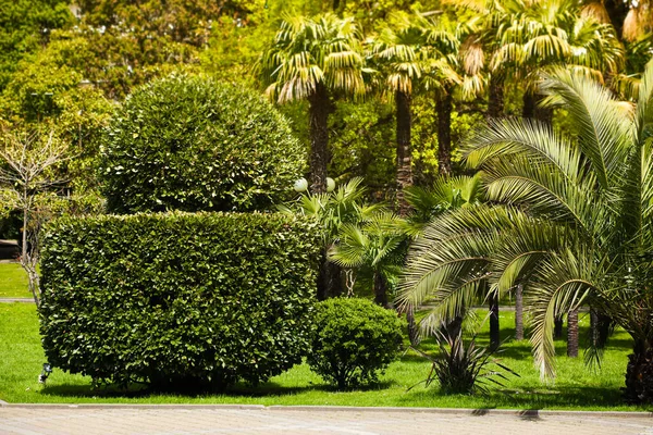 La pelouse est encadrée par des buissons ronds cisaillés et des arbres. Espace public, aménagement paysager. — Photo