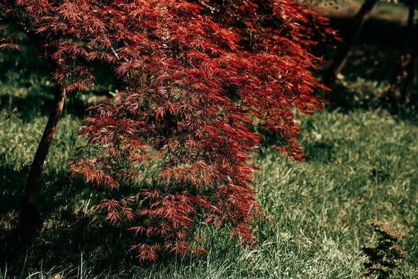 Selektivní zaměření krásných mladých červených listů na jaře. Pozadí přírody — Stock fotografie