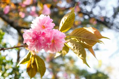 Bahar mevsiminin başlarında çiçek açan güzel kiraz çiçeği. Mavi gökyüzünde pembe Sakura Japon çiçeği. Japon Bahçesi