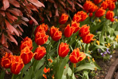 Çiçek bahçesinde turuncu laleler, taç yapraklarında keskin dişleri olan çeşitli laleler..