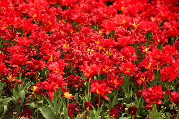 Les tulipes rouges fleurissent dans le jardin, les têtes ouvertes de fleurs sont nombreuses. — Photo