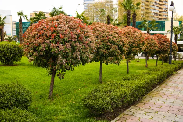 Міський парк з сучасним будівельним фоном. Червоні листяні дерева — стокове фото