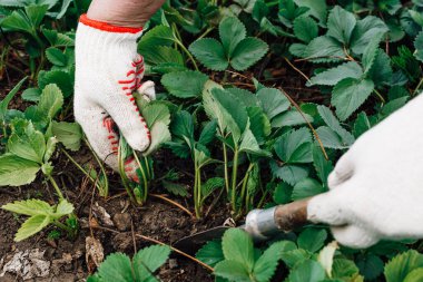 Erkek elleri çilek fideleri eker, yetiştirir ve nakleder.