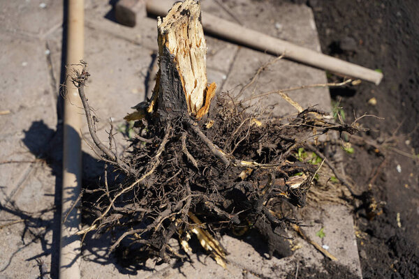 Close-up remove dry tree by pulling out its roots with a shovel, garden tools.