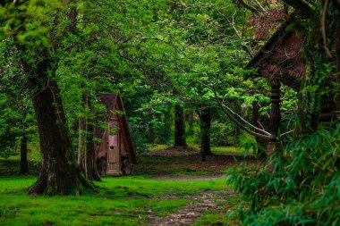 Büyülü peri ormanı, yazın ormanda ağaç ev yapmak, temiz hava ve yeşillik, mahremiyet.