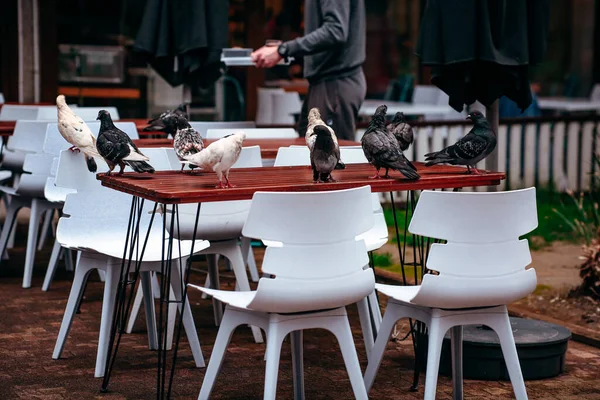 Pombos multicoloridos, pombas de cores diferentes na mesa de um café de rua, mesas vazias após a chuva. — Fotografia de Stock