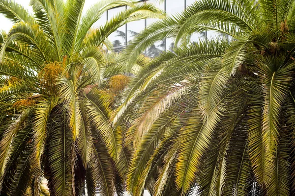 Palmera datilera, vista de la palma desde abajo hacia arriba. Aire caliente, sequía y falta de agua para las plantas —  Fotos de Stock