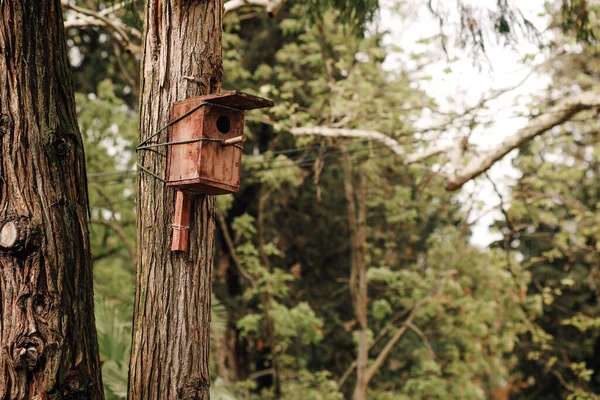 Drewniany domek dla ptaków zamontowany na pniu drzewa, dbający o ptaki — Zdjęcie stockowe