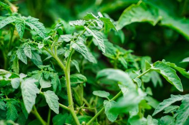 Domates bitkisinin çiçek açtığı sarı çiçeğin yakın plan çekimi parlak güneş ışığında serada meyve vermeye başlamadan önce.