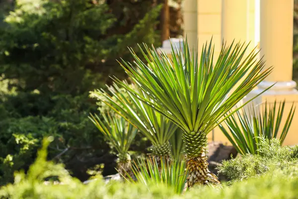 Pequeña palmera en jardín verde, palmera bebé —  Fotos de Stock