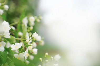 Yasemin, bulanık bir arkaplanı olan güneşin altındaki bir bahçede seçici bir odak oluşturuyor.