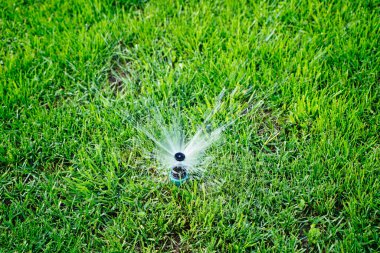 Otomatik fıskiye sistemi yeşil çimlerin arka planında çimleri suluyor