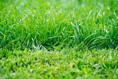 Güneşli yaz gününde taze yeşil çimen arka planı