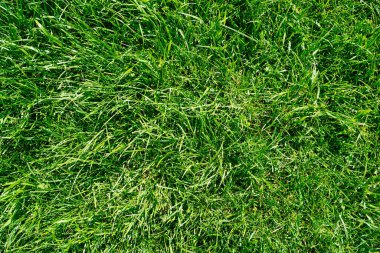 Taze uzun çimen arka planı, yeşil çimen, yeşil arkaplan dokusu çimen