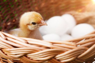 Yumurtalarla dolu bir Paskalya sepeti içinde küçük tüylü bir tavuk.