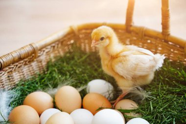 Yumurtalarla dolu bir Paskalya sepeti içinde küçük tüylü bir tavuk.