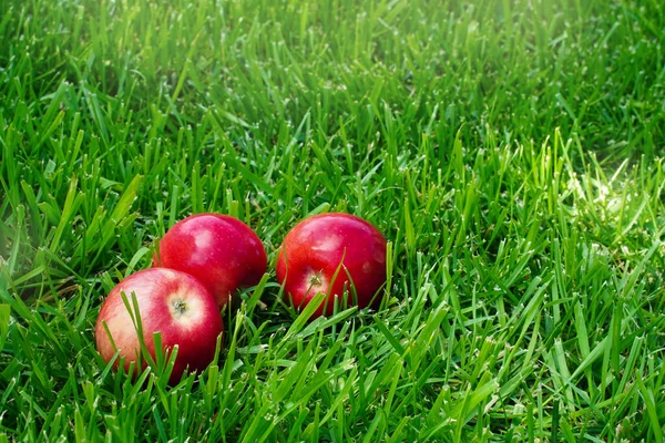 Three red apples in the grass. Autumn mood. Organic and healthy food. Rustic style. Mouth-watering apples. Close up. Apples in my garden. — Stock Photo, Image