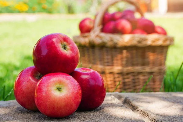 Large red apples in the foreground, blurred basket full of ripe red apples on green grass blurred in the background, harvesting. Fresh farm organic fruits