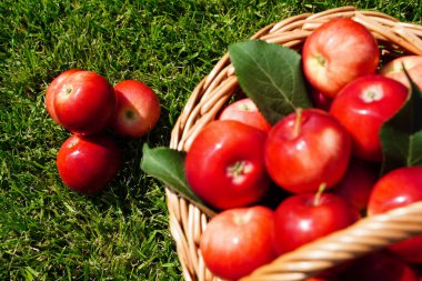 Ön planda bir sürü büyük kırmızı elma hasat ediliyor. Kendi meyve bahçemizde yetişen taze organik meyveler.
