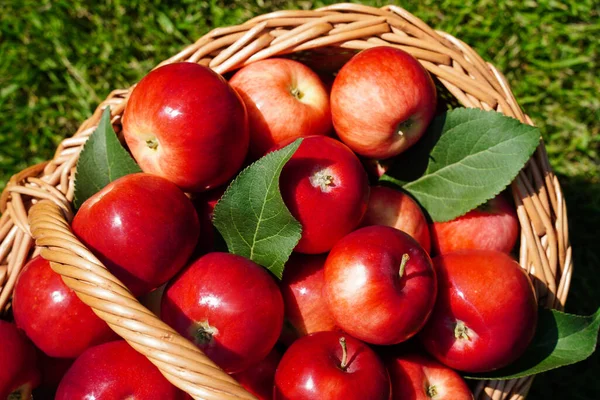 Le mele rosse succose fresche si trovano in un cesto di vimini primo piano — Foto Stock