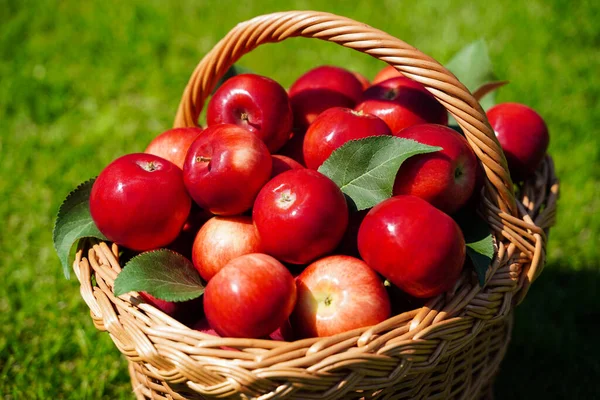 Korb voller reifer roter Äpfel auf grünem Gras, Ernte. Verstreute Äpfel und frisches Bio-Obst vom Bauernhof — Stockfoto