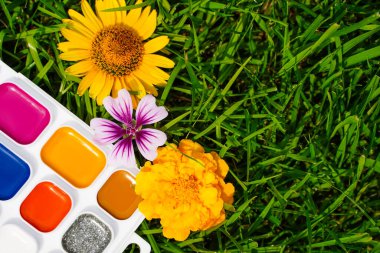 Çizim ve çiçekler için çok renkli boyalar, doğanın renkleri..
