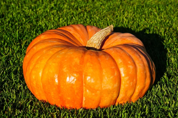 Reifer orangefarbener Kürbis auf grünem Gras. Auswahl an Kürbissen für Halloween. Herbstkonzept mit Kürbis. — Stockfoto