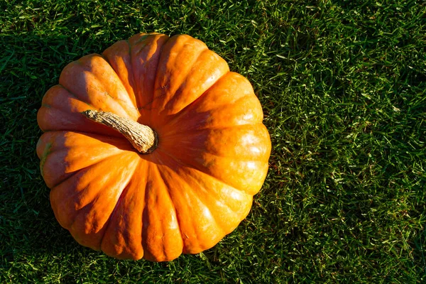 Big Ripe Orange Kürbis auf einem Hintergrund von grünem Gras Draufsicht. Auswahl an Kürbissen für Halloween. Herbstkonzept mit Kürbis. — Stockfoto