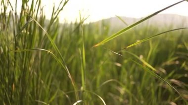 Uzun otların arasında koşan kız